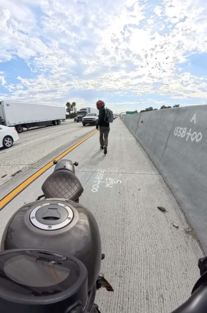 Diego running to rescue the kitten