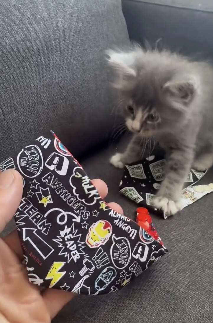 Kitten tucked safely in Diego's jacket