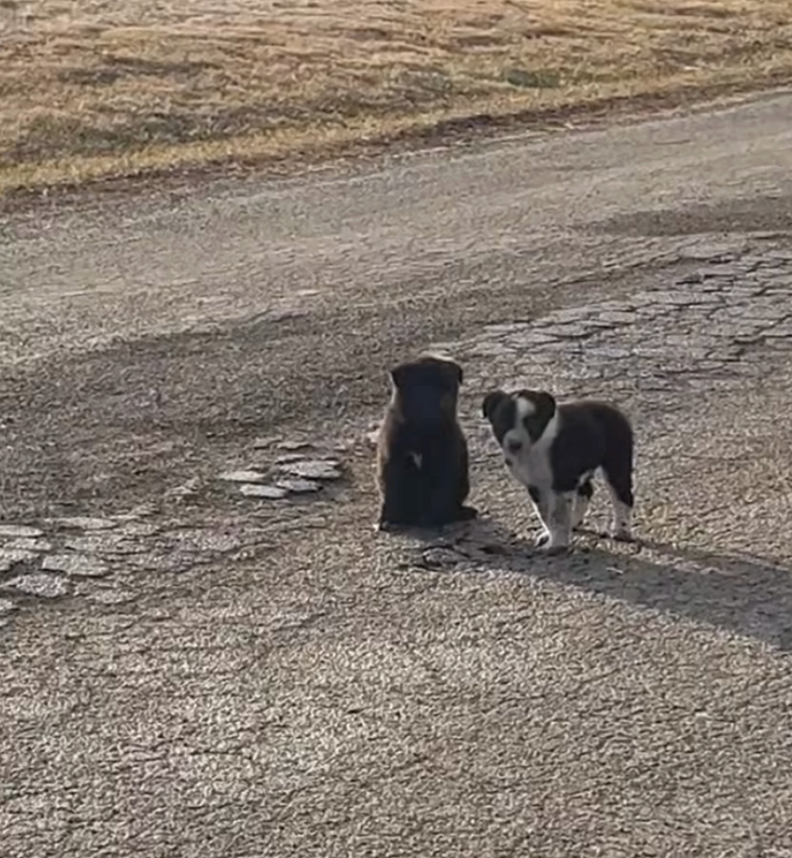 Woman Finds 2 Puppies Alone In Road — And Follows Them To A Family In Need
