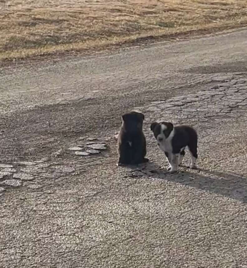 Woman Finds 2 Puppies Alone In Road — And Follows Them To A Family In Need - The Dodo