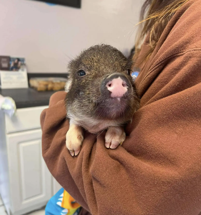 Dachshund Meets Orphaned Piglet — And Immediately Assumes He's Her Puppy