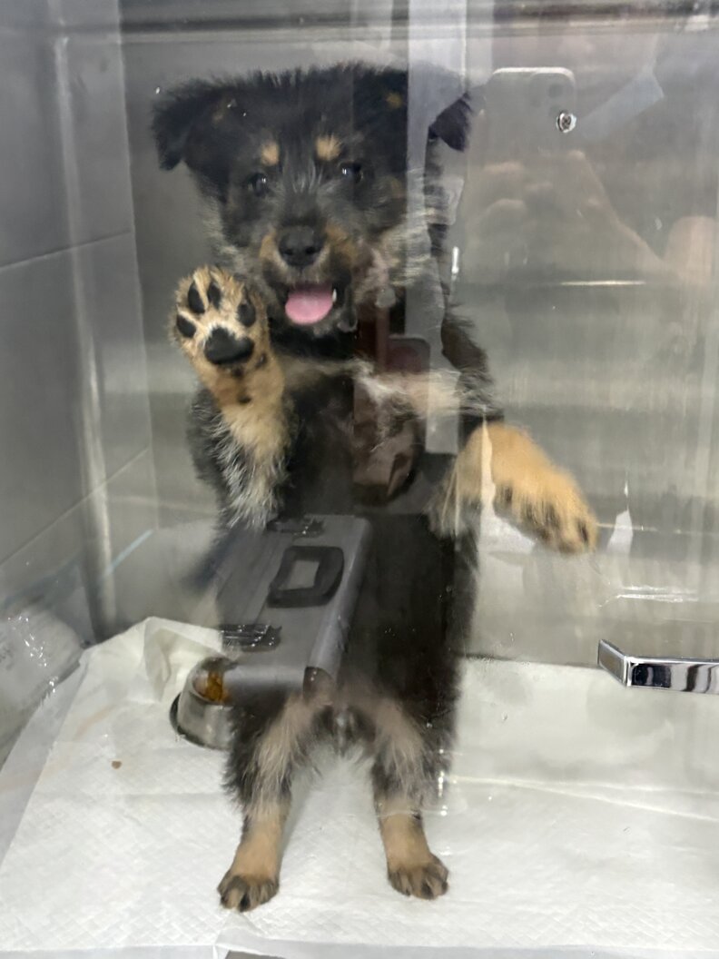 puppy at the vet with his paw against the glass