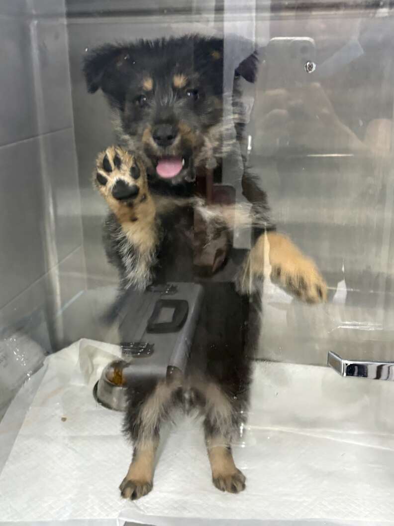 puppy at the vet with his paw against the glass