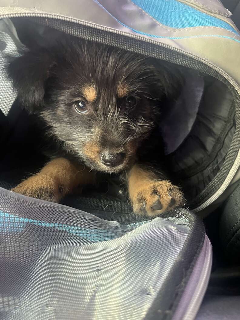puppy in a carrier