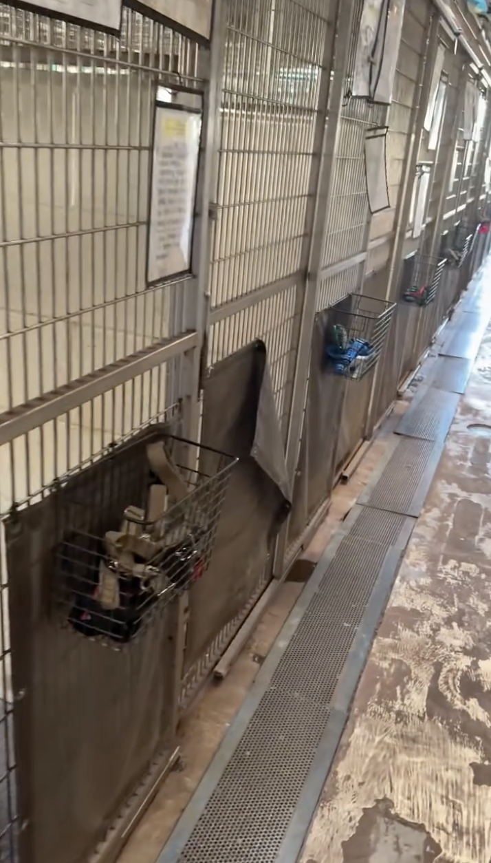 Shelter Worker Hears Unusual Noise Coming From Kennels — Then Sees
