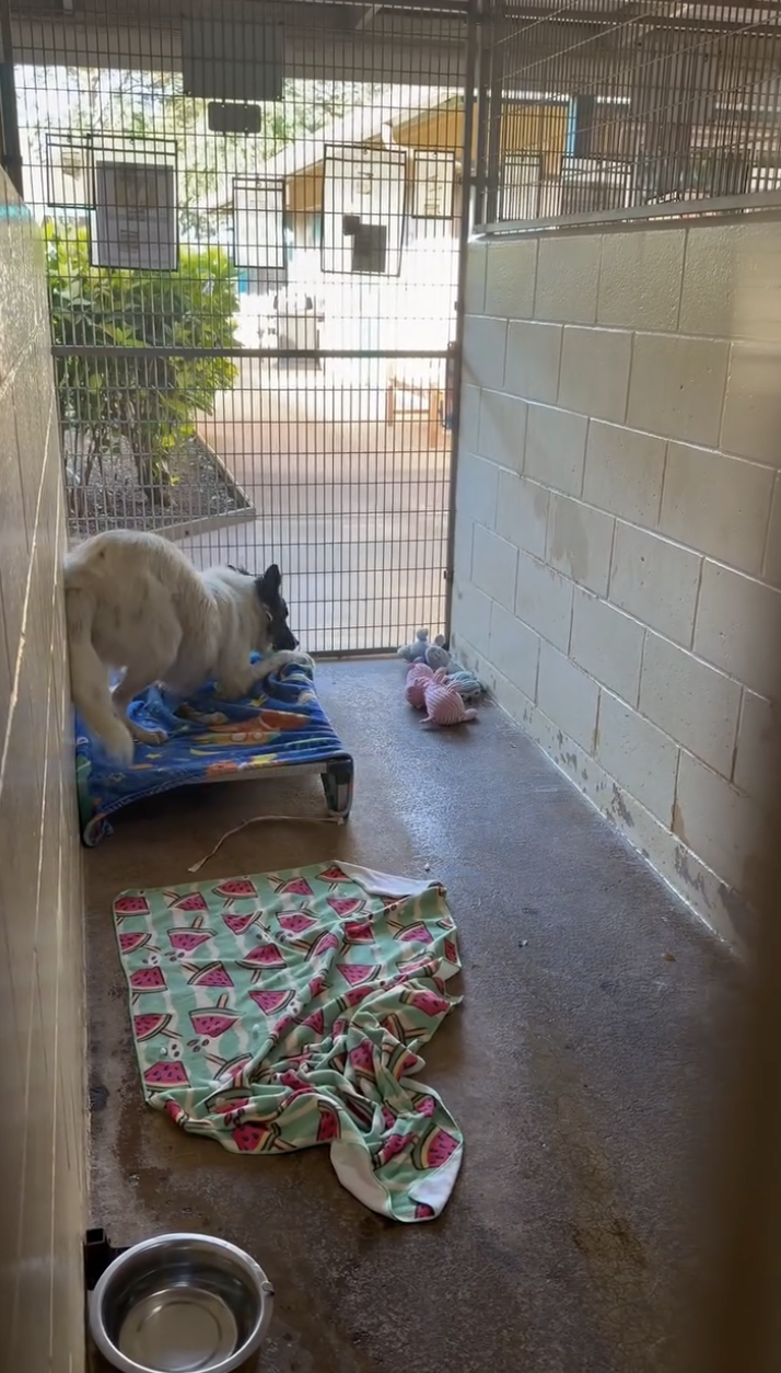 Shelter Worker Hears Unusual Noise Coming From Kennels — Then Sees