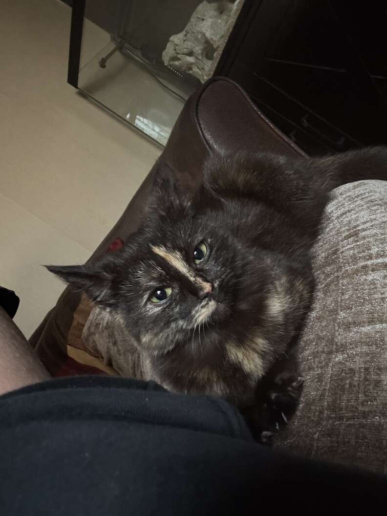 Kitten Rescued and Safe