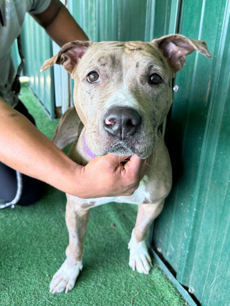 Injured pittie at the vet