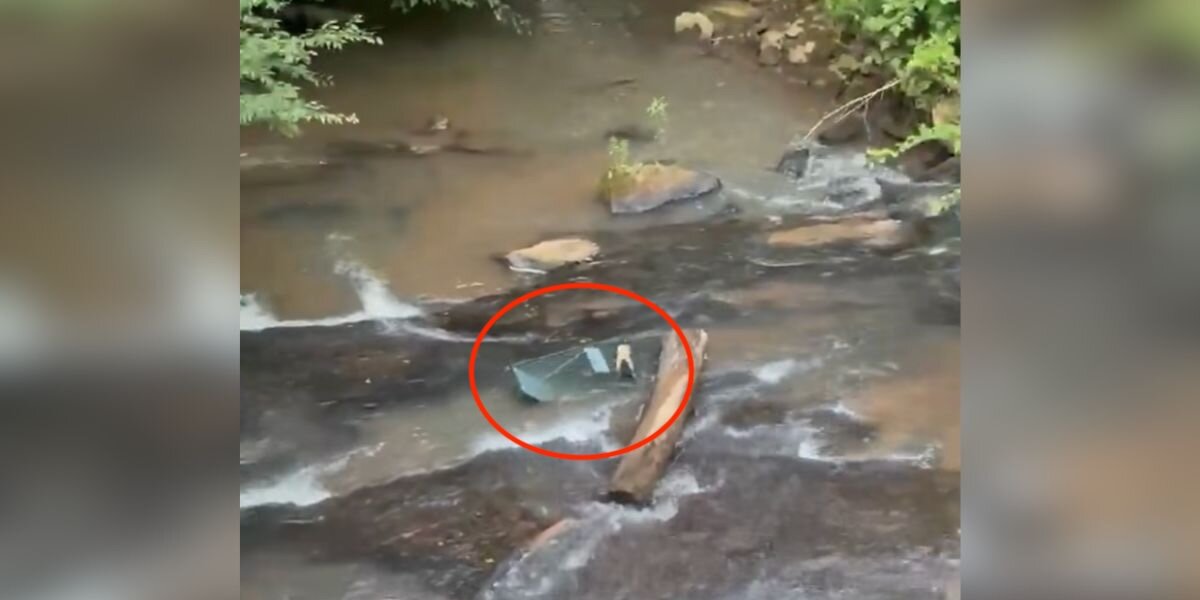 Hiker Stops To Inspect Cage In River — And Realizes There's Someone Inside