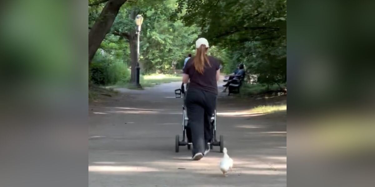 Panicked Duckling Chases After Park-Goers — Looking For Someone To Help Her