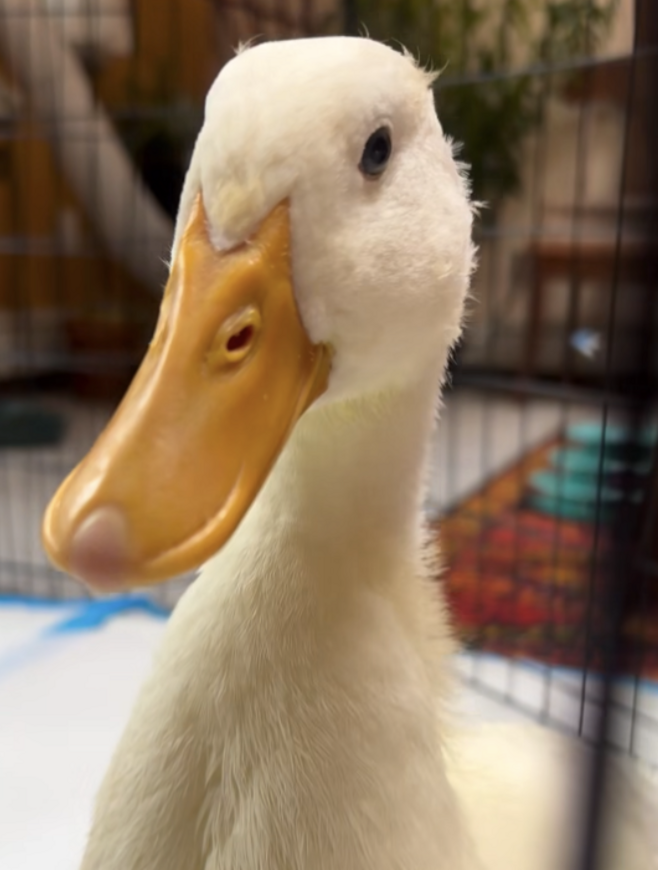 Panicked Duckling Chases After Park-Goers — Looking For Someone To Help ...