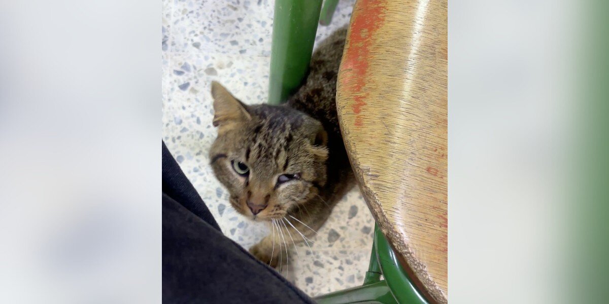 Scraggly Cat Walks Into Voting Booth On Election Day And Begs Volunteer For Help