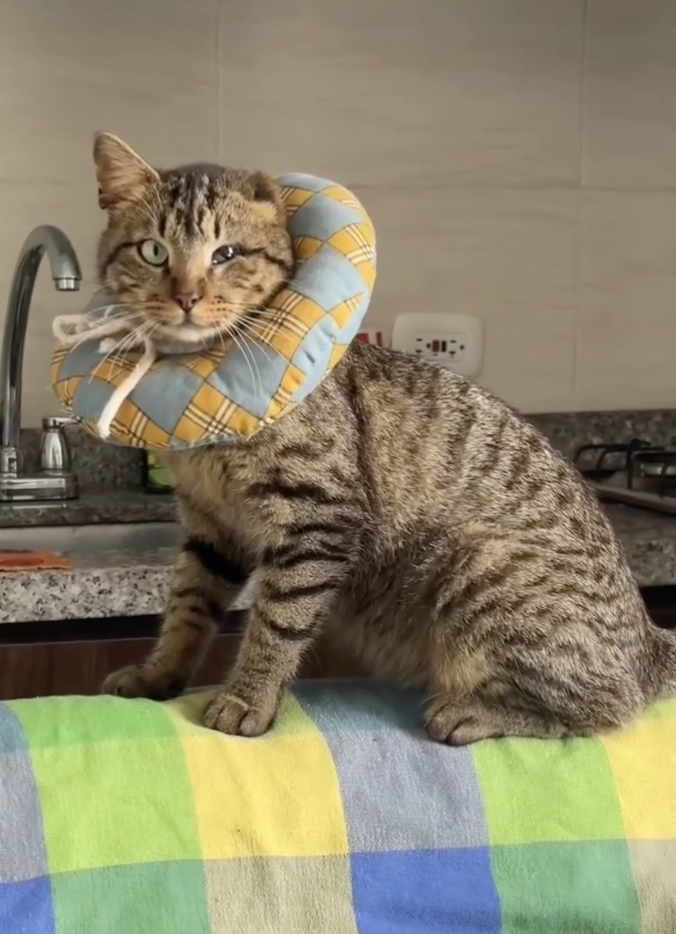 Scraggly Cat Walks Into Voting Booth On Election Day And Begs Volunteer ...
