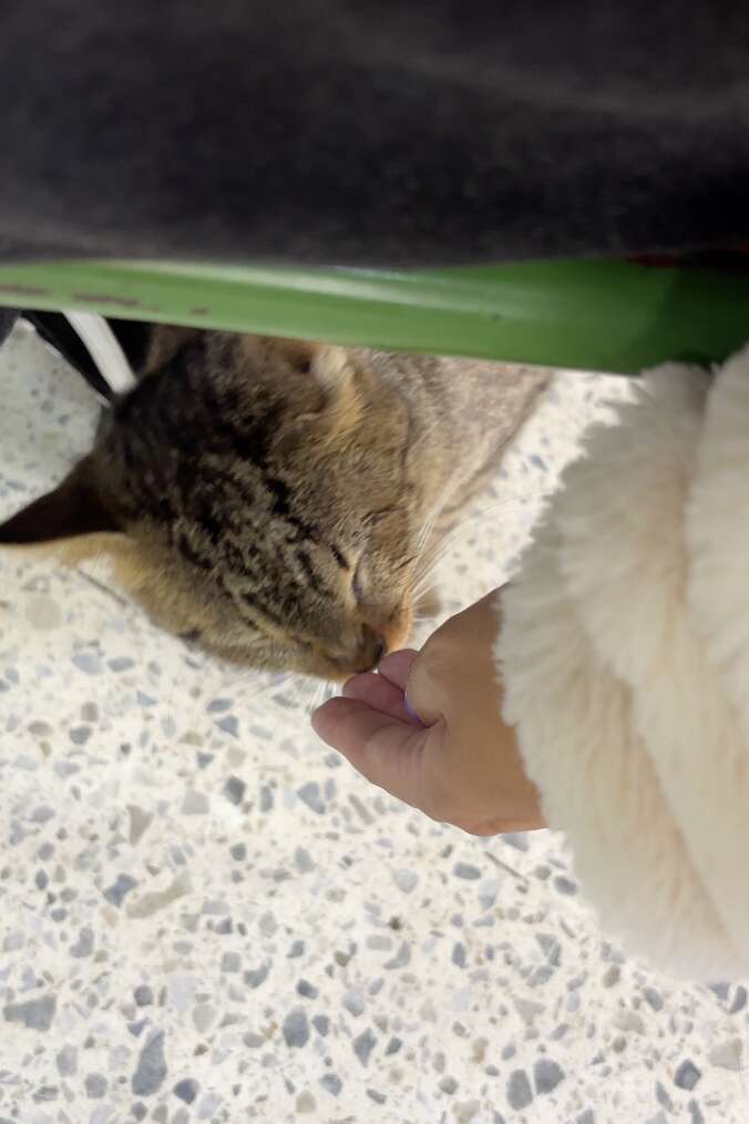 Paula Cuesta gaining the trust of the injured cat