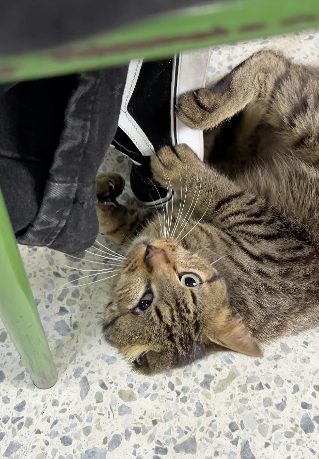 Scraggly Cat Walks Into Voting Booth On Election Day And Begs Volunteer ...