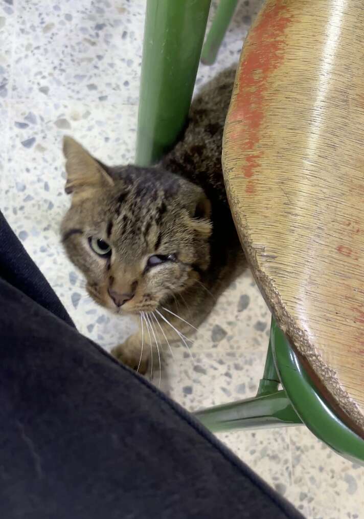A tabby cat with injuries in the hallway