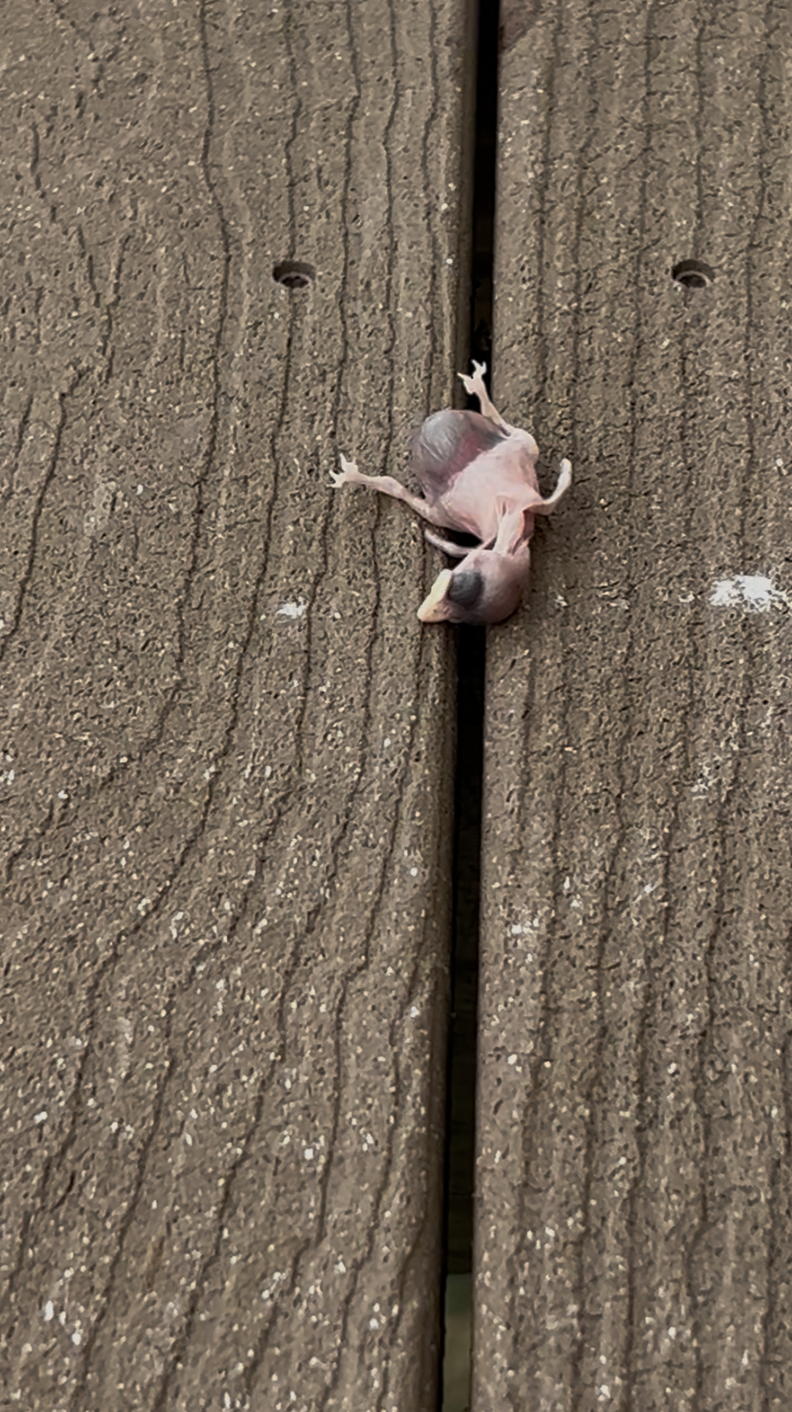 Woman Steps Outside And Finds The Tiniest Pink Baby Lying On Her Deck