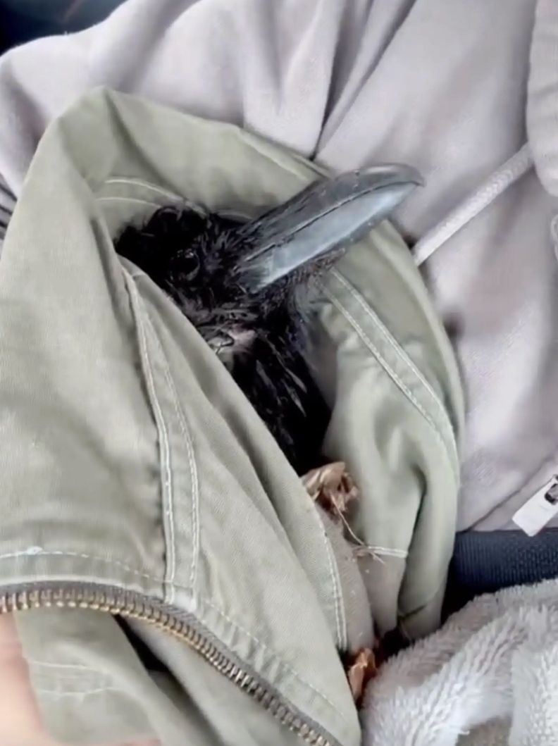 3 Months Ago, She Rescued An Injured Raven. Last Week, She Got A Text.
