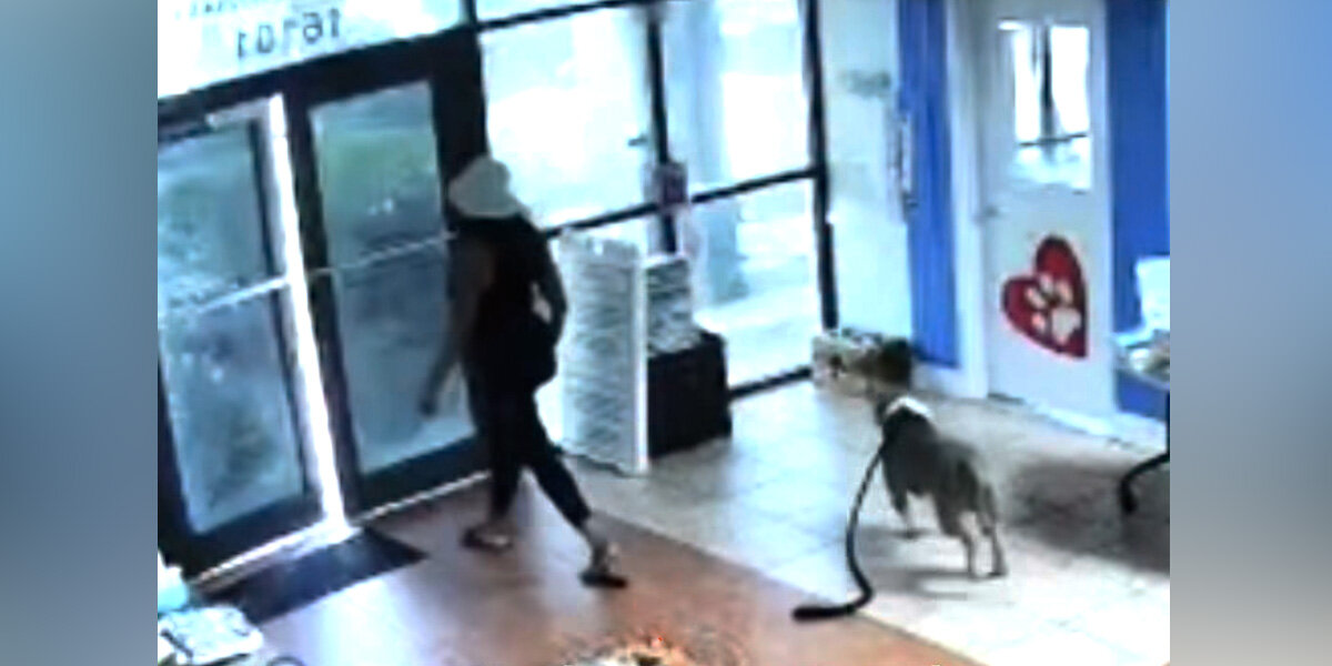 Security Camera Captures 'Heartbreaking' Way This Sweet Dog Ended Up At A Shelter