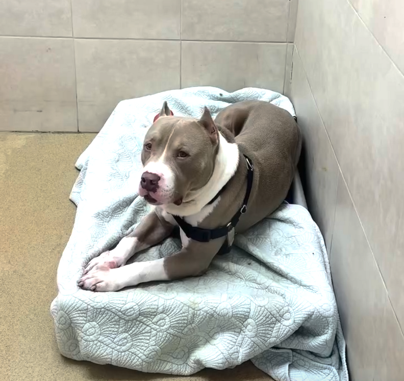 Security Camera Captures 'Heartbreaking' Way This Sweet Dog Ended Up At A  Shelter - The Dodo