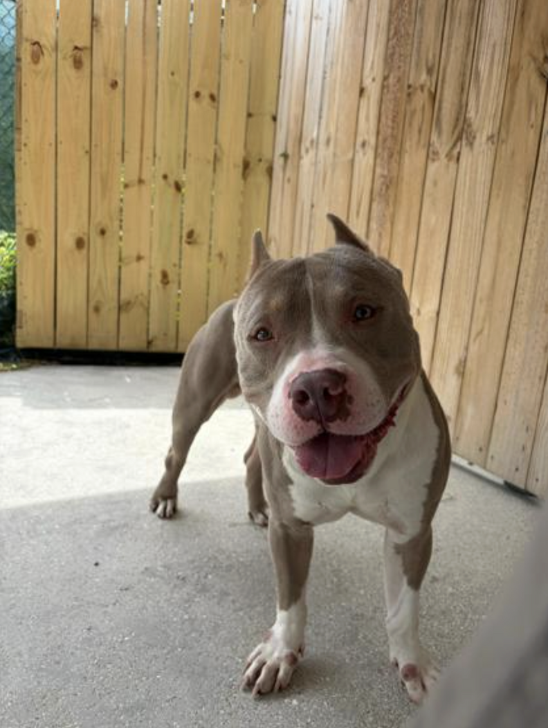 Security Camera Captures 'Heartbreaking' Way This Sweet Dog Ended Up At A  Shelter - The Dodo