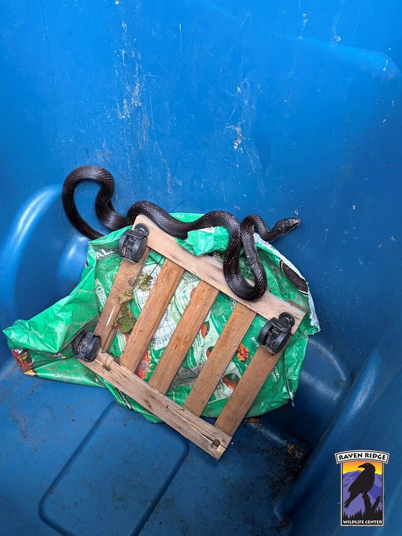 Wildlife Rescuers Receive Snake In A Trash Can — Then Realize Something Is Very Wrong