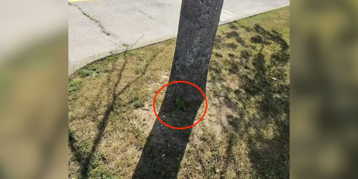 Driver Spots Green Lump In Parking Lot — And Finds Beautiful Bird Who Needs Help