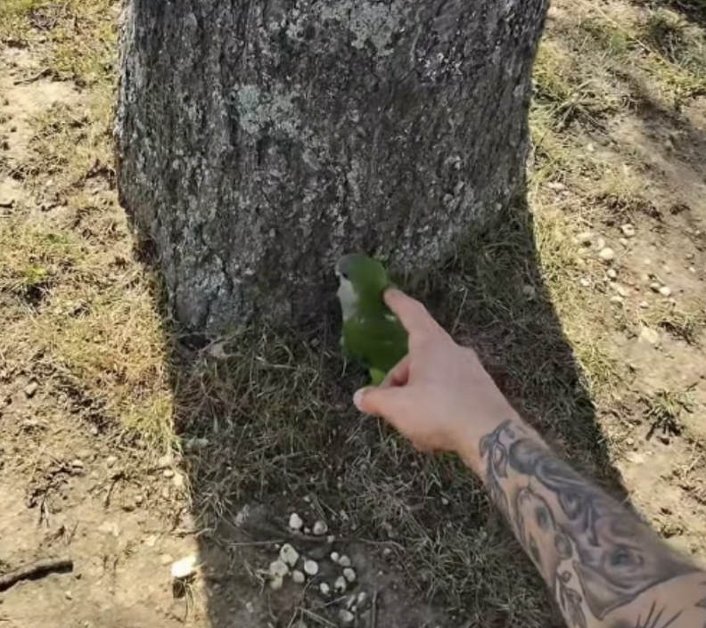man petting bird 