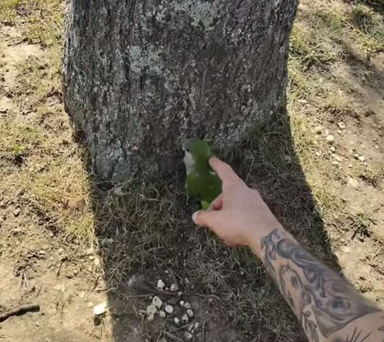man petting bird