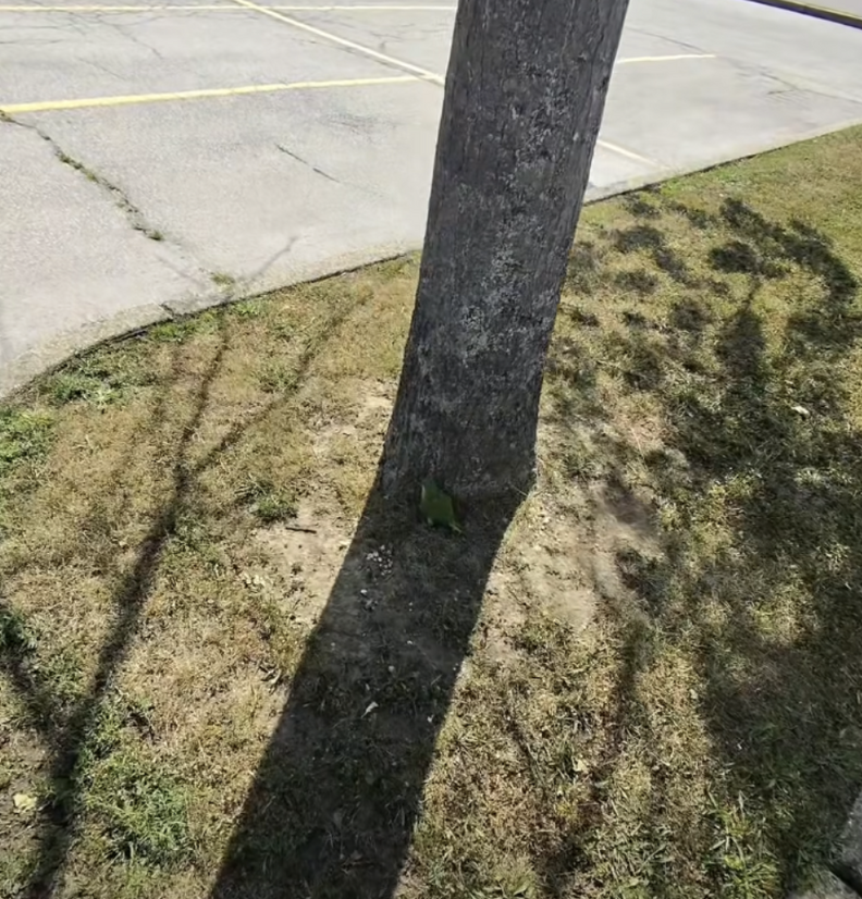 Driver Spots Green Lump In Parking Lot — And Finds Beautiful Bird Who Needs Help