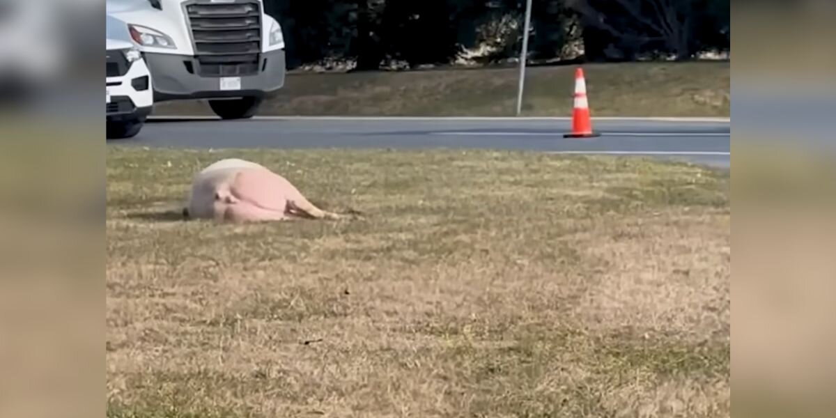 Police Find Huge Pig Collapsed Next To Highway — Then Realize Why She's There