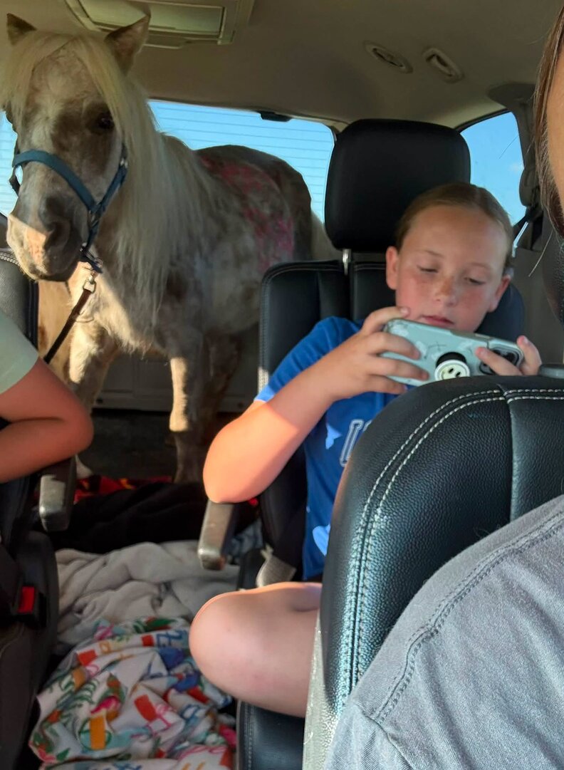 horse in the back of car