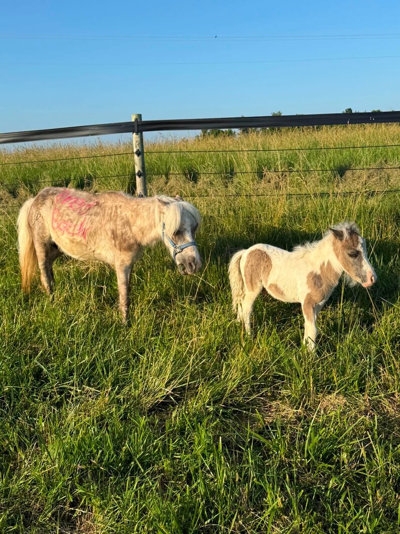 horse mom and baby in field