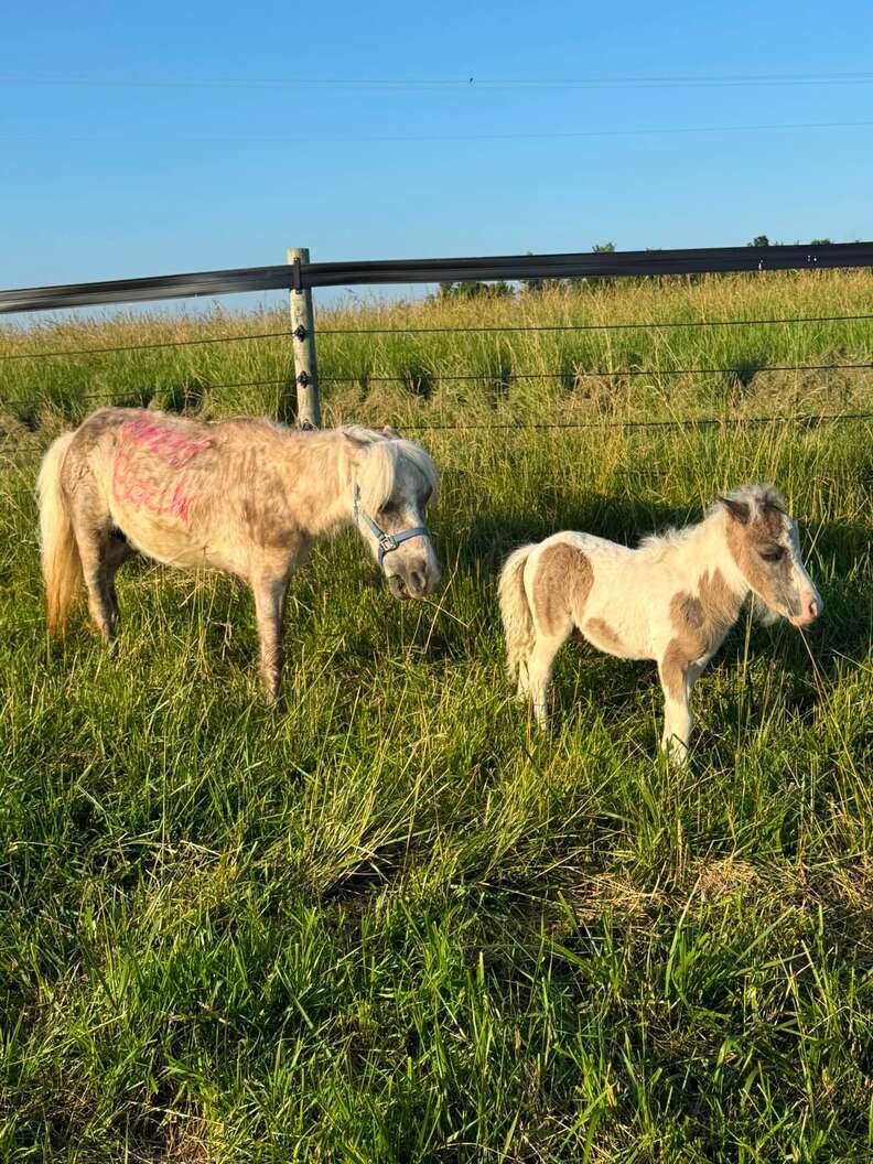 horse mom and baby in field