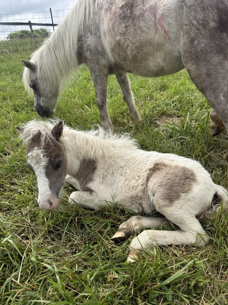 mom and baby horse in field