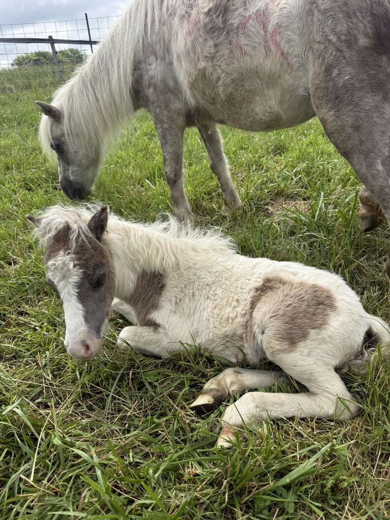 mom and baby horse in field