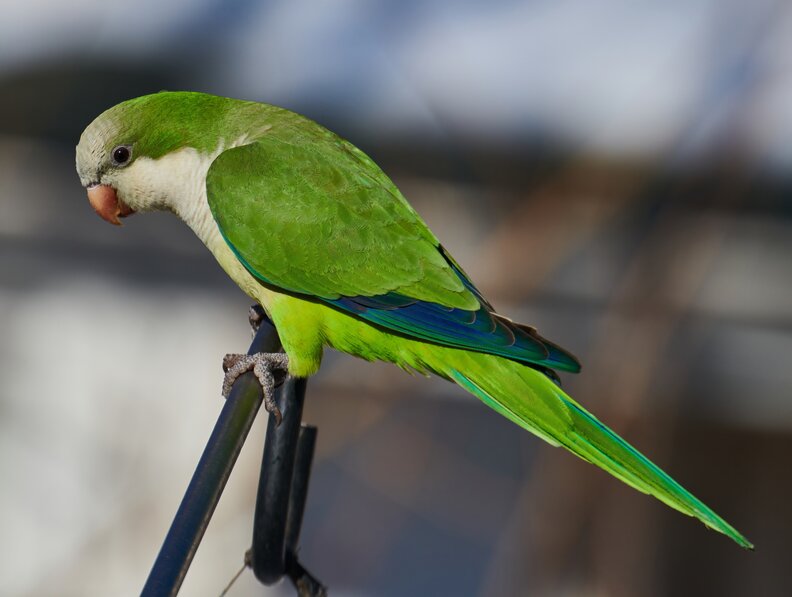 green bird sitting on branch 