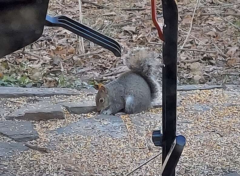 Shameless Squirrel Keeps Making Himself At Home On Man's Windowsill