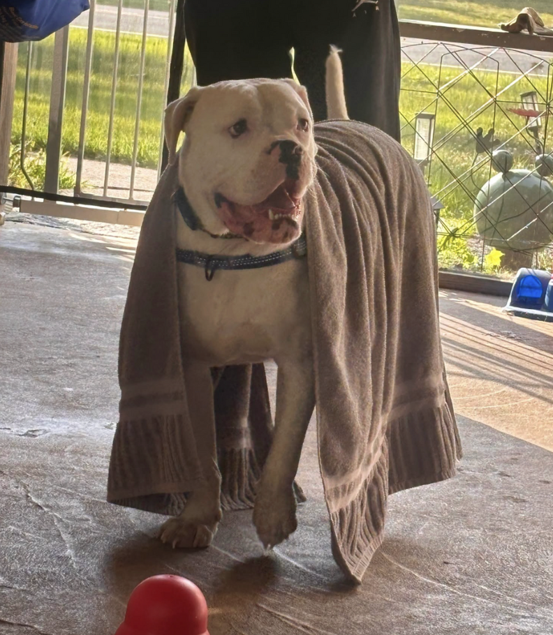 dog with towel over him 