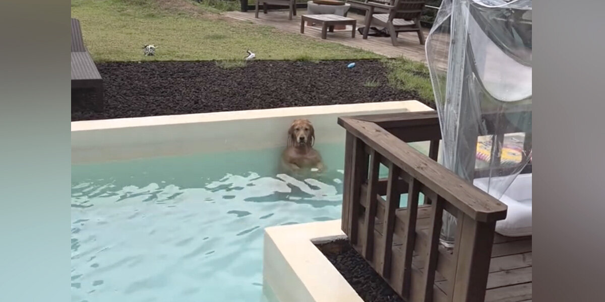 She Noticed an Eerie Silence—Then Checked Her Dog and Was Stunned