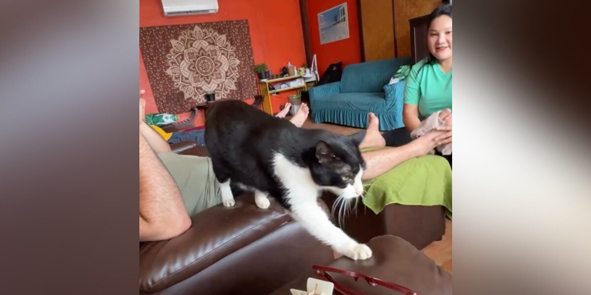 Toby, the polydactyl cat