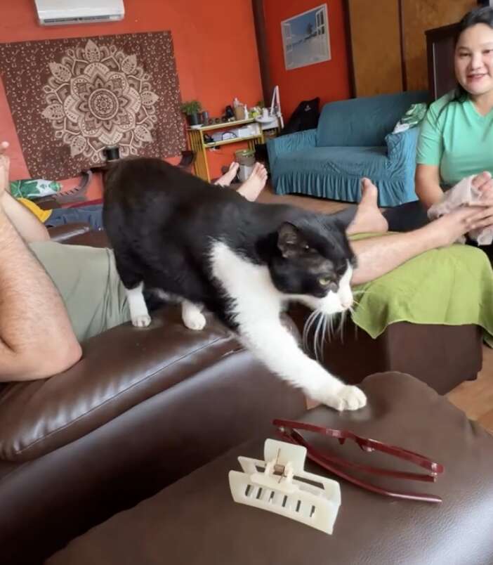 Cat kneading on Ofir's lap during the massage