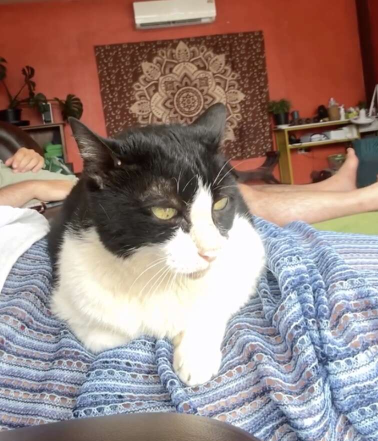 Cat enjoying lap time with Ofir
