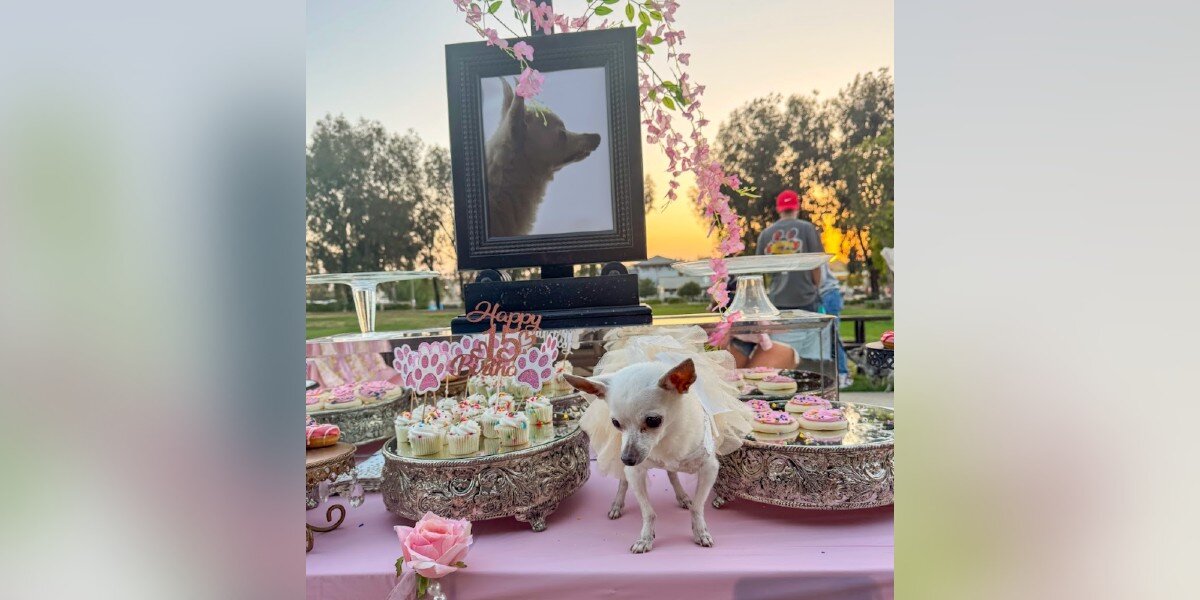 Senior Dog Is Surprised By Everyone She's Ever Loved At Her Dream Quinceañera