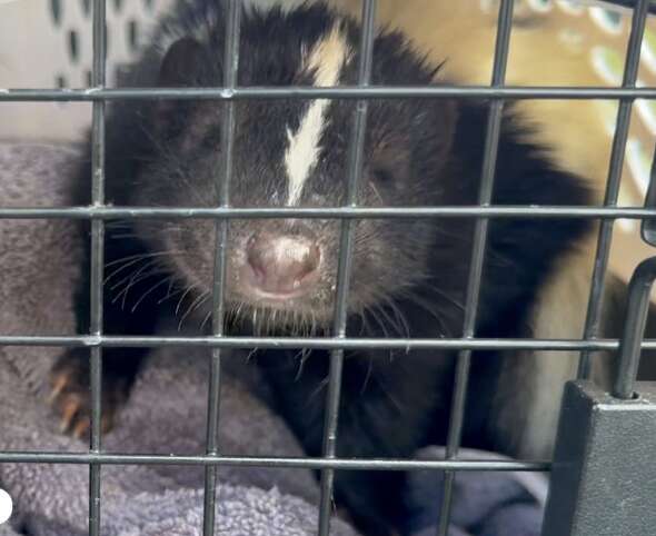 zorrillo feliz en caja