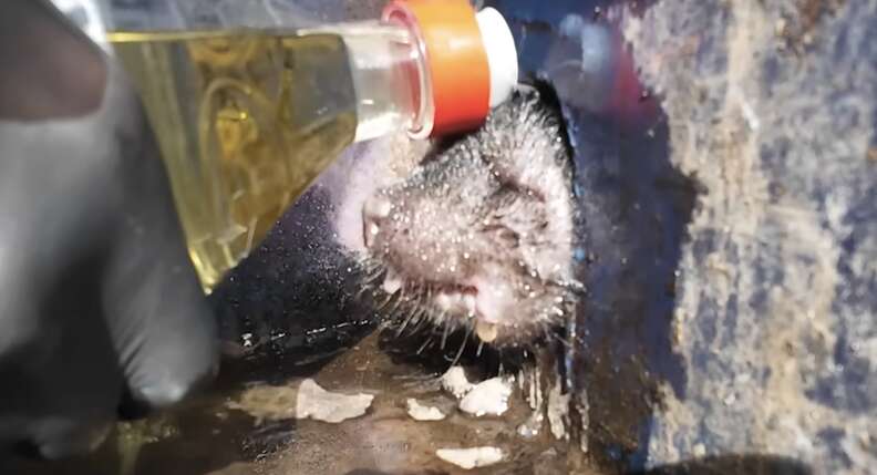 Rescatista vertiendo aceite sobre un zorrillo atascado
