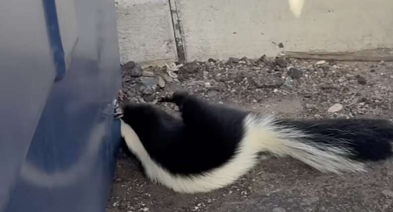 Zorrillo atrapado en un contenedor de reciclaje tratando de escapar