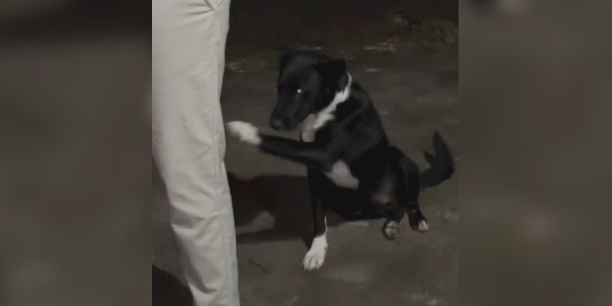 Stray Dog Keeps Offering Couple His Paw — Trying To Tell Them Something Important