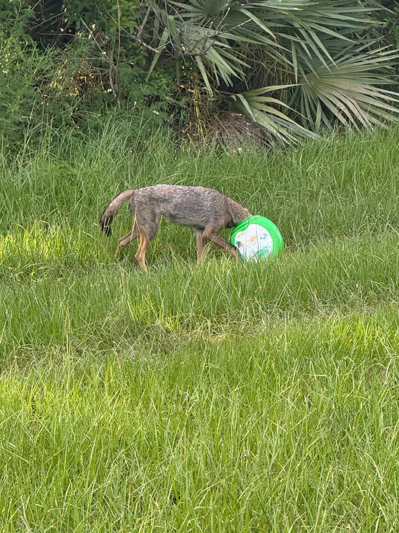 Rescuers Race To Save A Young Coyote With Something Green Stuck On Her Head