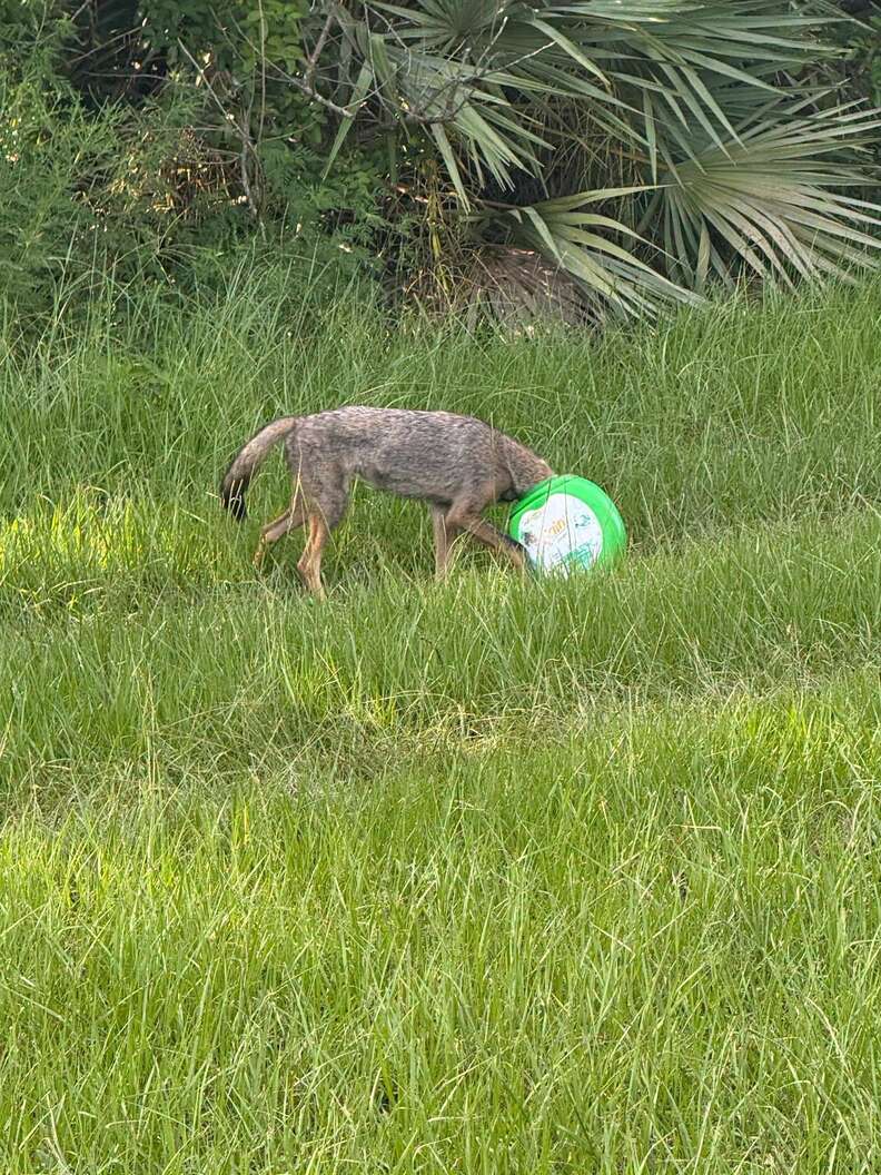 Rescuers Race To Save A Young Coyote With Something Green Stuck On Her Head